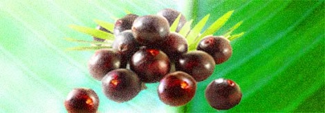 tew-Maqui-Beeren